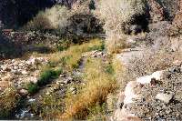 Bright Angel Creek very near Phantom Ranch.