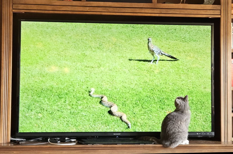 Portia the TV watching cat