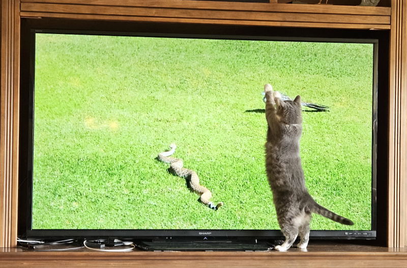 Portia the TV watching cat