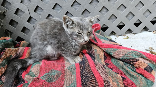 Simba on a makeshift bed