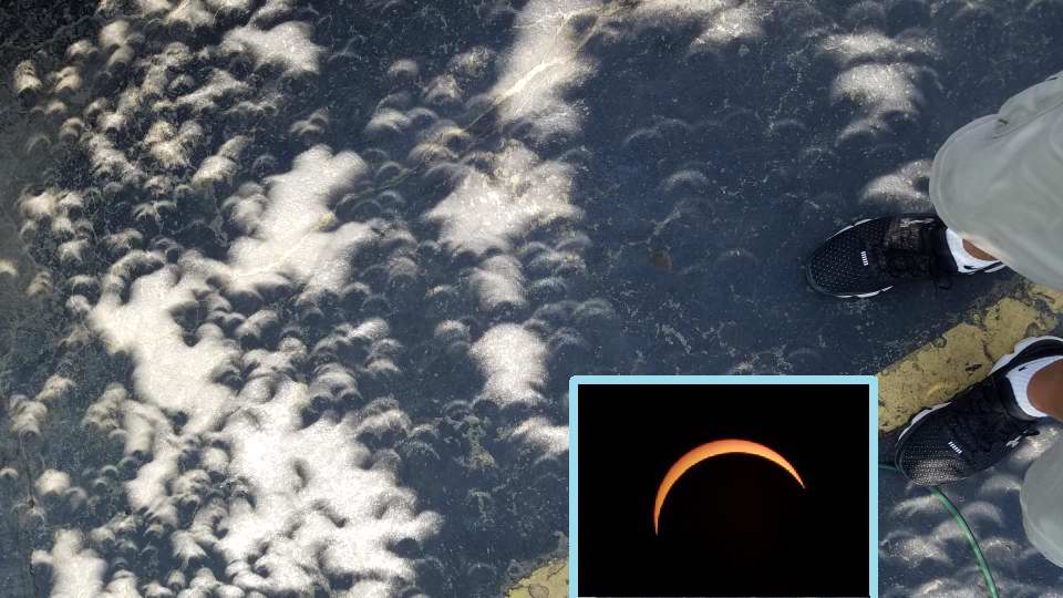 Mini partial eclipse images from filtering through a tree with leaves. Carolo Garces, MAS image.>