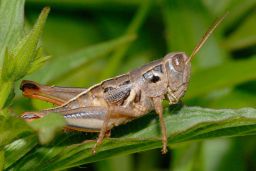 Grasshopper - Cricket - Katydid