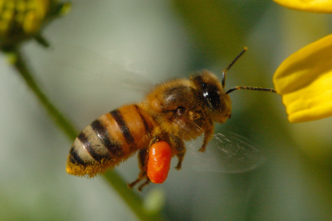 Honeybee2233