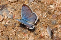 Reakirts Blue Butterfly