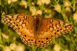 Varigated Fritillary Butterfly