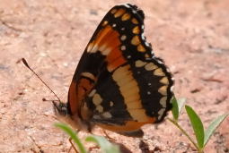 California Patch Butterfly