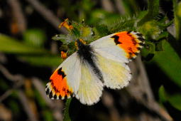 Sara Orangetip Butterfly