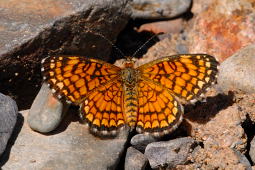 Elada Checkerspot Butterfly