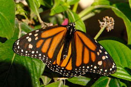 Monarch Butterfly - Female - Think Veins