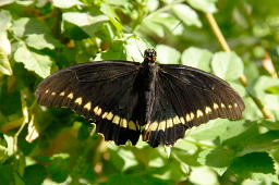 Polydamas Swallowtail