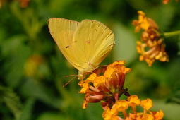 Queen Alexandra Sulfur Butterfly