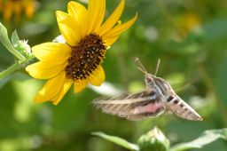 White-lined Sphinx Moth