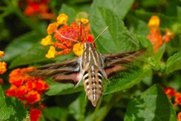 White-lined Sphinx Moth