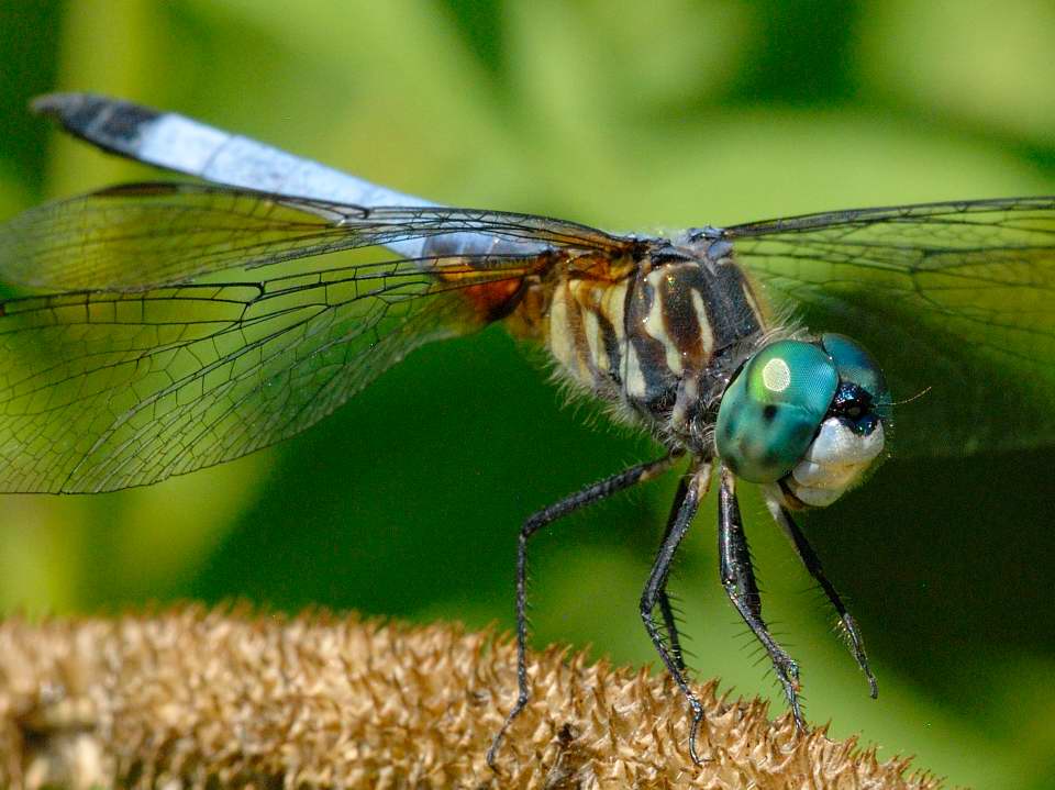 Blue Darner Dragonfly