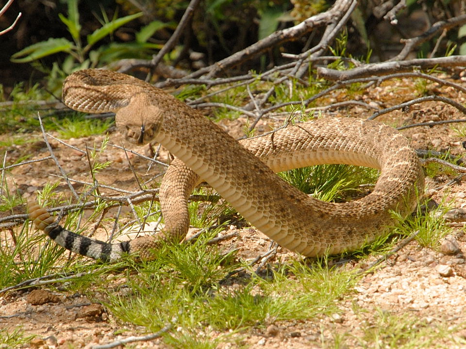 Rattlesnake