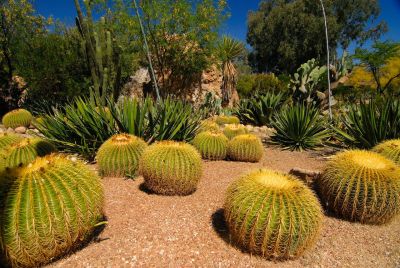 Barrel and Cholla Cactus