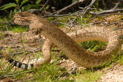 Desert Snake - At Terravita