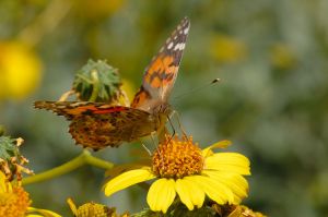 Desert Botanical Garden Grounds - Butterflies