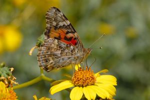 Desert Botanical Garden Grounds - Butterflies