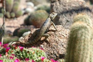 Desert Botanical Garden Grounds - Lizards and Critters