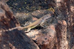 Desert Botanical Garden Grounds - Lizards and Critters