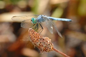 Desert Botanical Garden Grounds - Dragonflies