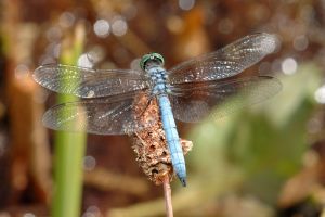 Desert Botanical Garden Grounds - Dragonflies
