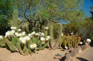 Desert Botanical Garden Grounds - Bees and Flowers