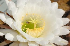 Desert Botanical Garden Grounds - Bees and Flowers