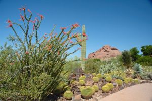 Desert Botanical Garden Grounds