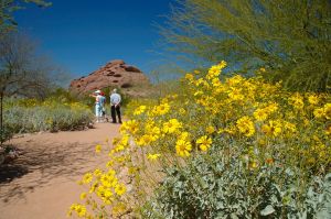 Desert Botanical Garden Grounds - In Bloom