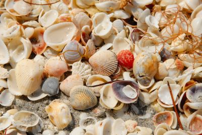 Florida - Sanibel Island Shells